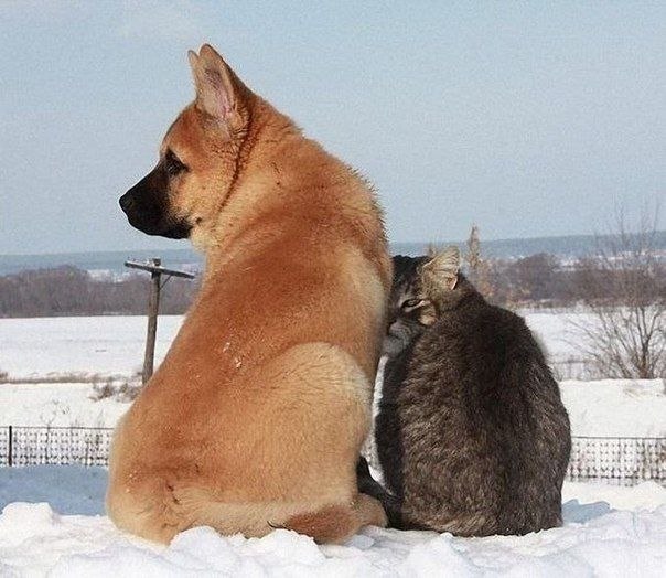 Дружба кошки с собакой
