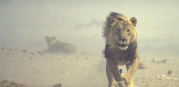 Каждое утро в Африке просыпается лев.