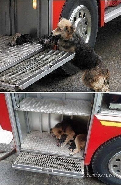 Собака спасает своих детей от пожара, пряча их в пожарную машину.