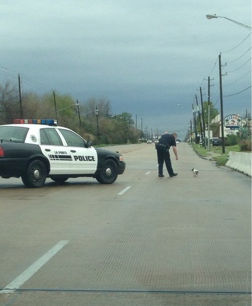 Этот полицейский остановил движение, чтобы убрать маленькую собачку с дороги.