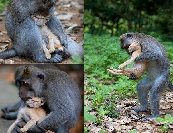 В балийском лесу живет заботливая обезьяна, которая стала мамой для брошенного котенка