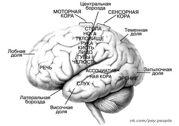 Факты о мозге