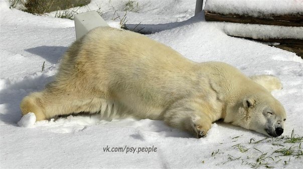 30-летняя белая медведица по имени Пайк лежит в снегу, который был привезён в Сан-Франциско ко дню её рождения
