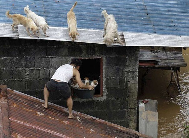Мужчина спасает щенков из заброшенного дома во время наводнения в Маниле.