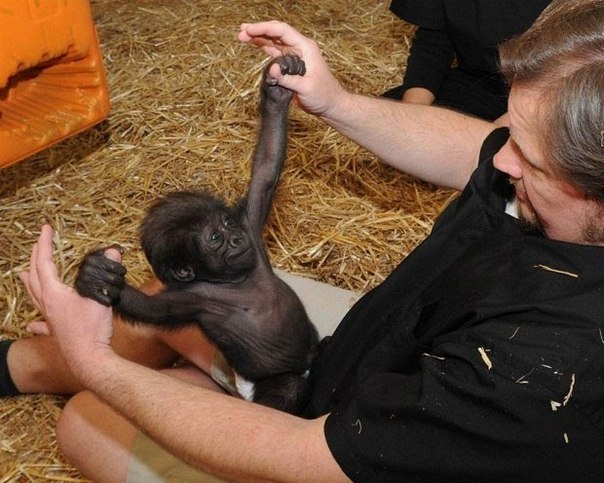 Работник зоопарка играет с детёнышем гориллы по имени Глэдис так, как играла бы с ним мать, в Техасе.