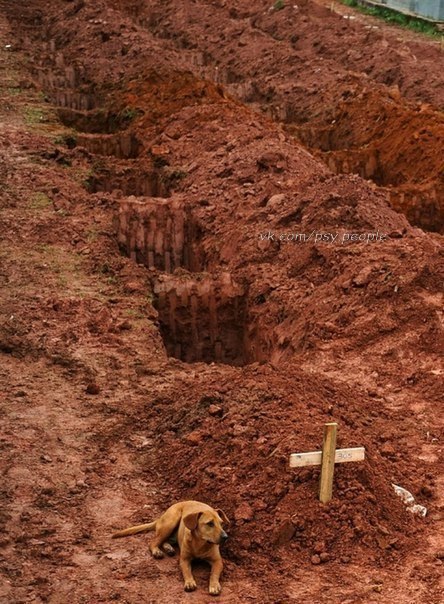 Собака по имени "Leao" сидящая в течение двух дней подряд у могилы ее владельца, который погиб в жутких оползнях около Rio de Janiero 15 января 2011.