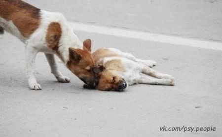 Одна из самых душещипательных фотографий собачей дружбы, которые видел мир. В городском округе Чжанчжоу, в Китае, был запечатлён пёс, охраняющий другую собаку, сбитую насмерть автомобилем. Он защищал её, нисколько не боясь движения машин. Изредка, со слов свидетелей, пёс слегка толкал свою несчастную подругу, пытаясь её разбудить. Верный спутник пробыл с ней более шести часов. Местный мясник Сяо Ву говорит, что часто видел этих двоих, гуляющих вместе.