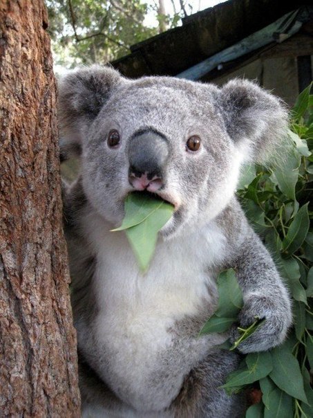 Удивленная коала