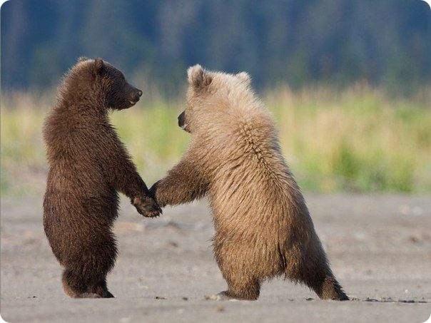 Двухгодовалые медвежата — брат и сестра, ждут возвращения матери, которая ушла ловить лосось.