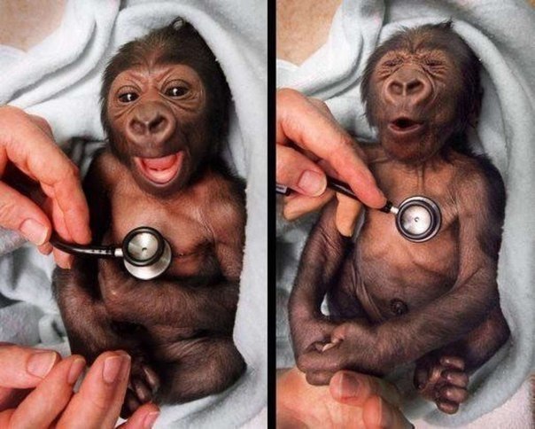 Малыш гориллы в зоопарке Мельбурна и его реакция на холодный стетоскоп.