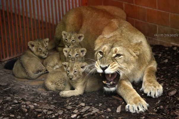 Индийская львица Ширване защищает своих шестинедельных малышей в зоопарке Будапешта, Венгрия.