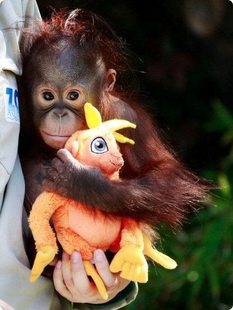 9-месячный детеныш орангутанга по имени Бу с игрушкой