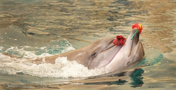 Эти дельфины такие романтики...