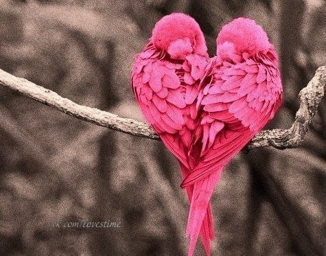 Птичье "сердце"