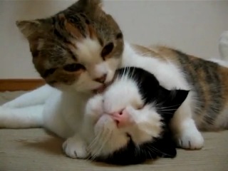 Так трогательно...любовь котов*