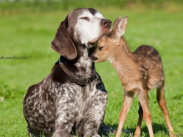 Если душа - это умение любить, быть преданным и благодарным, то животные обладают ею в большей степени, чем многие люди.