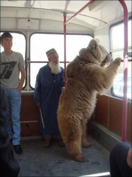 Обычное для России фото: медведь в автобусе куда-то едет по своим делам. 