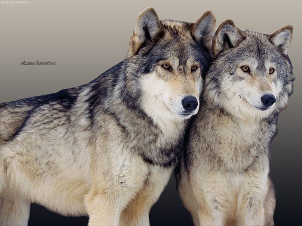 Волк никогда не бросит свою любимую волчицу  ради доступной собаки.