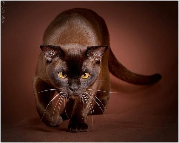 Бурманская кошка. Красавица :)