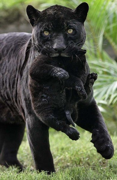 Черная пантера и ее детеныш :)