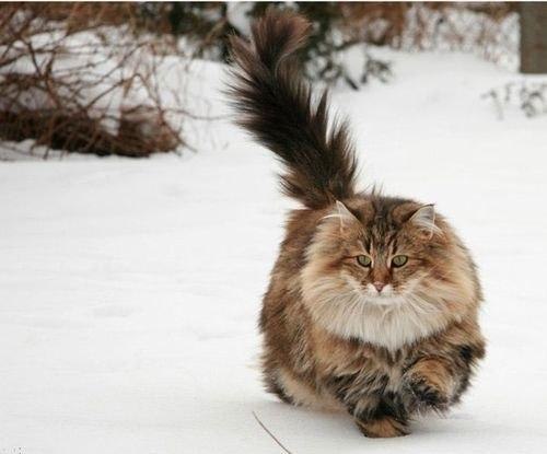 Норвежская лесная кошка. Ну красавица же