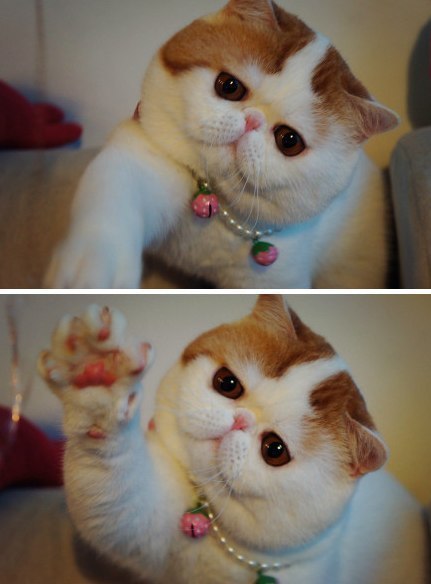 Экзотичекская короткошерстная, окрас табби ван, этого котика зовут Снуппи.