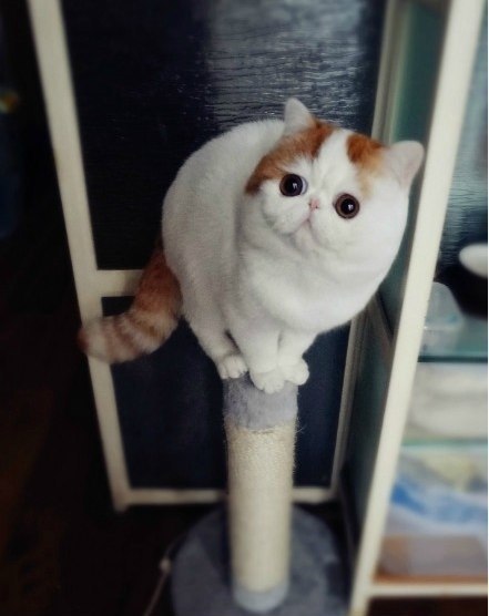 Экзотичекская короткошерстная, окрас табби ван, этого котика зовут Снуппи.