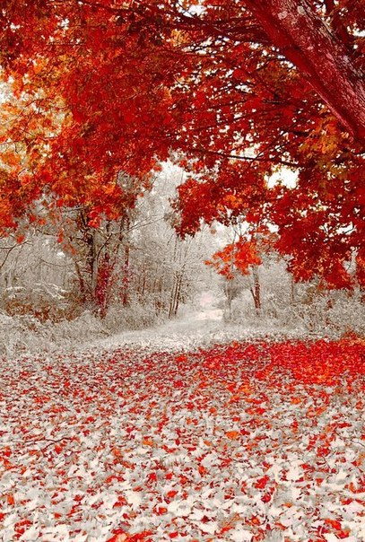 Зима и листопад встретились в один день! Осень в штате Минесота