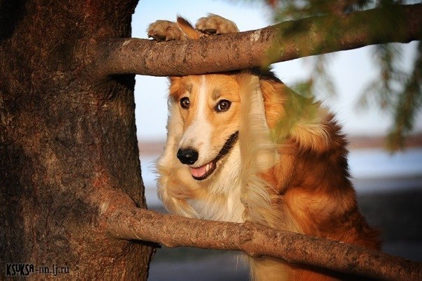 Фотосессия самой скромной собаки в мире