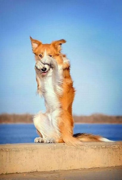 Фотосессия самой скромной собаки в мире
