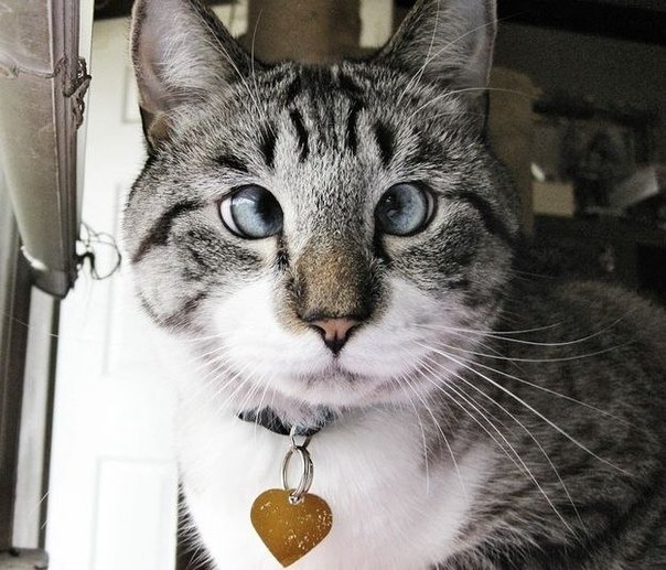 Спанглс - самый милый косоглазый кот в интернете.