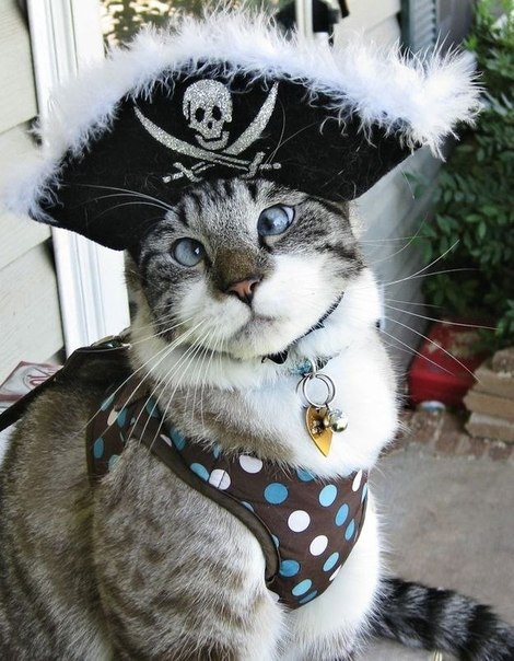 Спанглс - самый милый косоглазый кот в интернете.