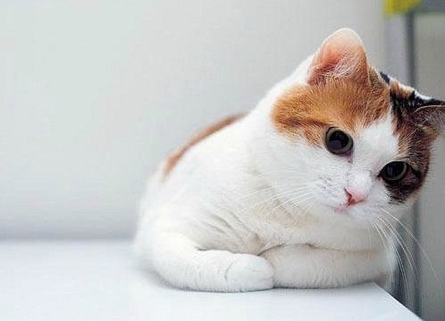 Я хочу быть котом, чтобы, когда я толстела, все умилялись!