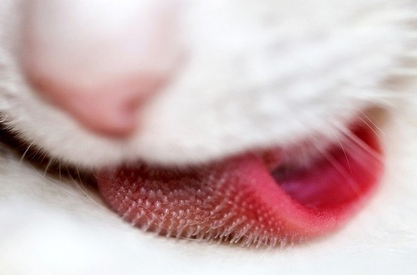 У кота язык – это не только язык, но и ложка, кружка, зубная щётка, щётка для меха, мыло, мочалка и туалетная бумага :3