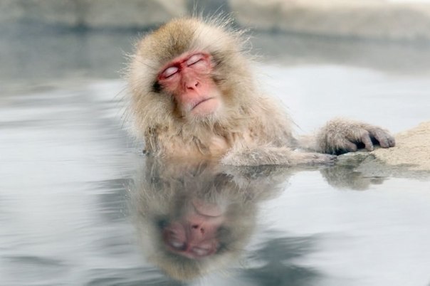 Японские обезьянки греются в горячих источниках.