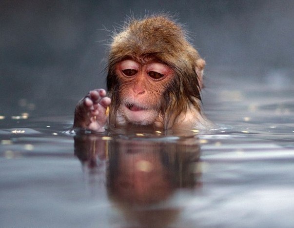 Японские обезьянки греются в горячих источниках.