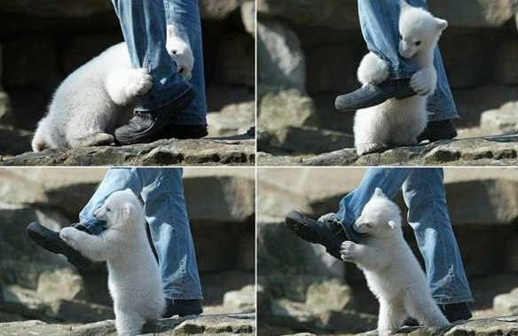 нападение полярного медведя на человека)