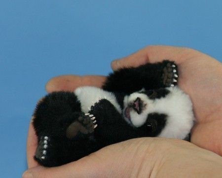 Детеныш панды!
