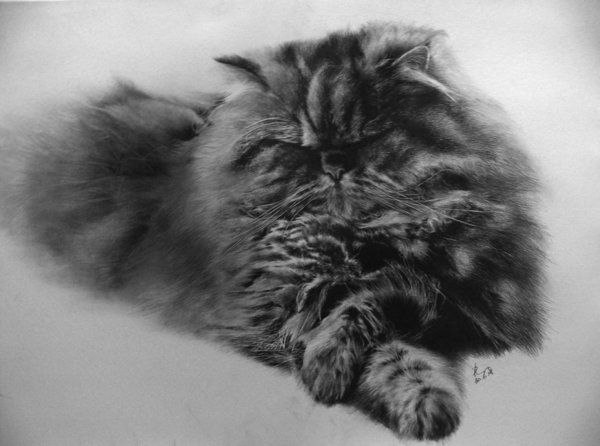 Кошки, нарисованные карандашом художника Paul Lung .