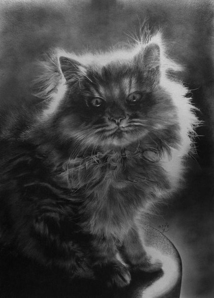 Кошки, нарисованные карандашом художника Paul Lung .