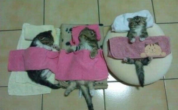 Спят усталые котята :)