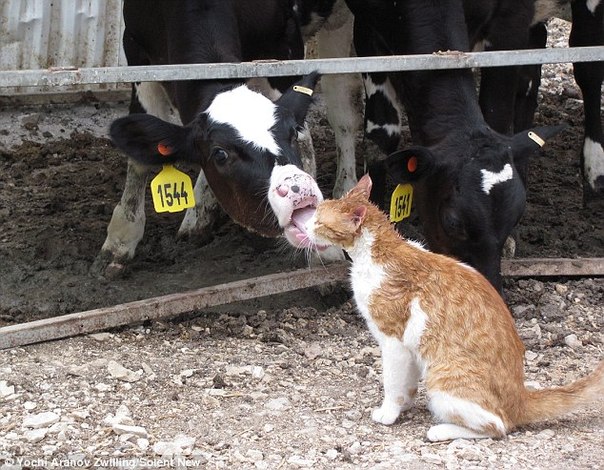 Котейка - любимец у коров.