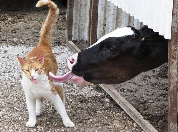 Котейка - любимец у коров.