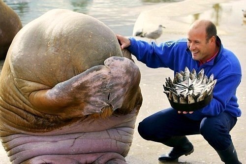 морж скрывает свое лицо в смущении, когда человек дарит ему пирог, сделанный полностью из рыбы