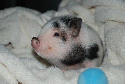 Это самая милая свинья.