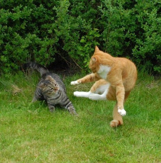 Битва котов.