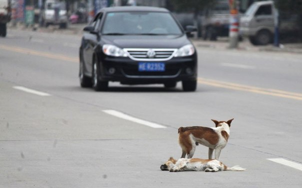 Это фото было сделано на юге Китая. Бездомный кобель более 6 часов не отходил от своей сбитой насмерть подруги. Грустно. Вот оно, настоящее чувство.