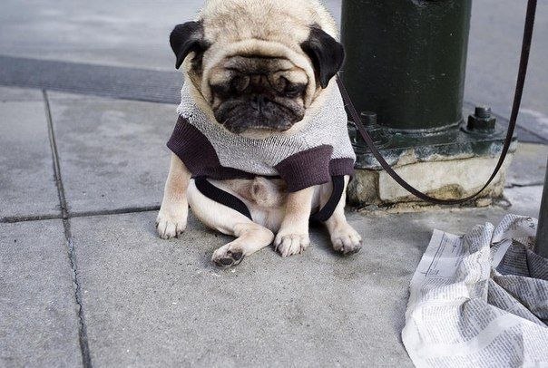 Этот пёсик в свитере очень скучал по своему хозяину, который зашел в кафе в Сан-Франциско. Мимо проходил фотограф Кейси Филдренд, который и запечатлил переживания малыша.