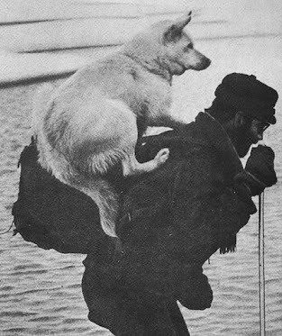 Лыжник-участник экспедиции везет собаку на спине, чтобы она не отморозила лапы