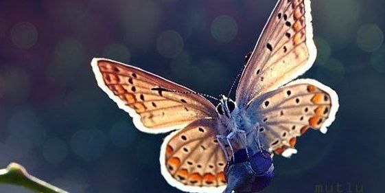 Счастье подобно бабочке: чем больше ловишь его, тем больше оно ускользает. Но если вы перенесете свое внимание на другие вещи, оно придет и тихонько сядет вам на плечо. 